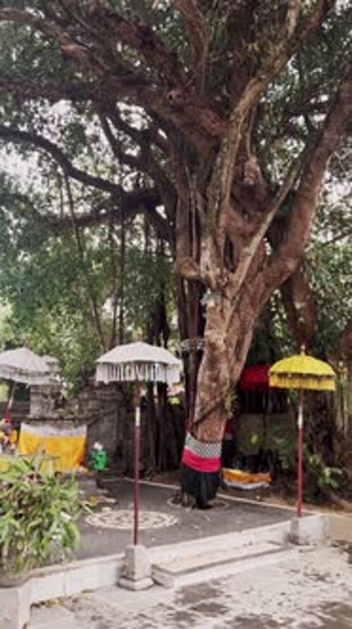 Vidéo verticale d'un petit temple balinais sous un banian avec des parapluies colorés et des offrandes sacrées