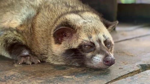 гермафродит Парадоксурус Гермафродит Роялти-фри видео - Envato