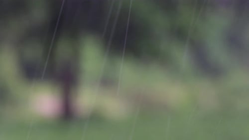 Rain comes in the jungle anytime and one must enjoy the most out of it; here is a footage of the rai