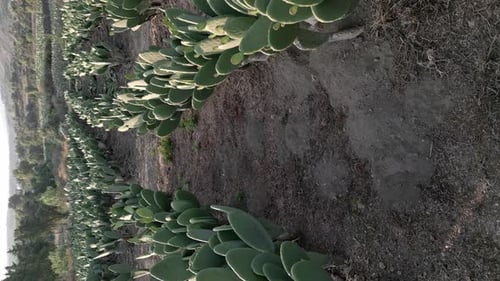 Aerial drone view between two nopal field rows during sunset