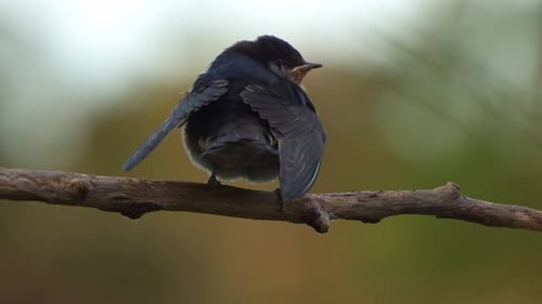A Welcome Swallow (Hirundo neoxena) perched on a branch, with fluffed-up plumage to keep warm,