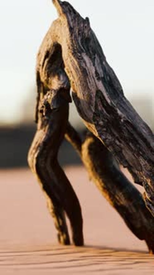 Piece of an Old Root is Lying in the Sand of the Beach