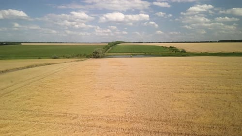 Wheat field aerial view in Ukraine