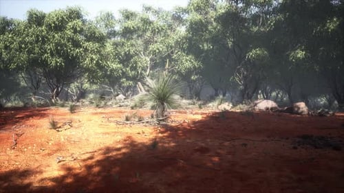 Australian Outback with Trees and Yellow Sand