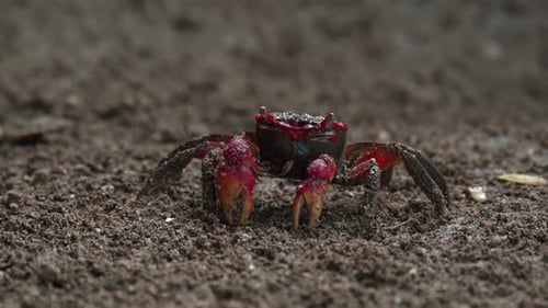 Red claws crab searching and eating food on the dirt soil near the river 4