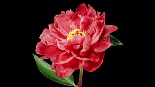 Red Peony Open Flower in Time Lapse on a Black Background. Wedding Concept. Side View on Pink Flower