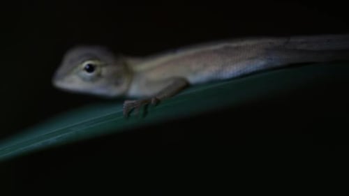The Oriental Garden Lizard is also called the Eastern Garden Lizard, Bloodsucker and Changeable Liza