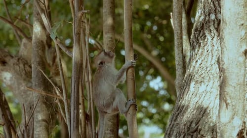 Monkey Climbs Tree in the Lush Green Forest