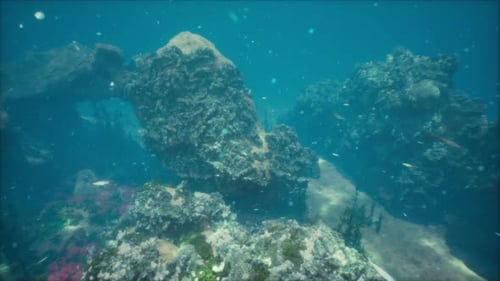 Coral Reef Underwater of Sea Coral Lagoon