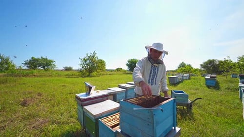 Beekeeping process outdoors. Male apiarist working in the garden with beehives in bright summer day.