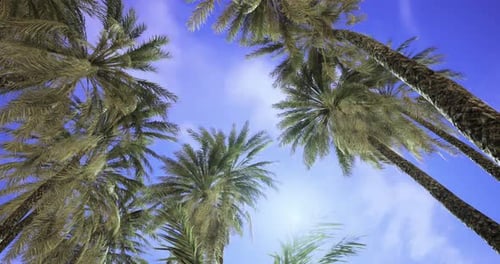 Tropical Palm Trees Swaying in Breeze with Sun Flare