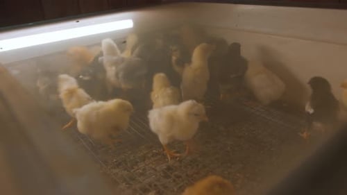 Flock of Little Cute Chickens in an Incubator Under Lamp Breeding Farm Animals for Livestock