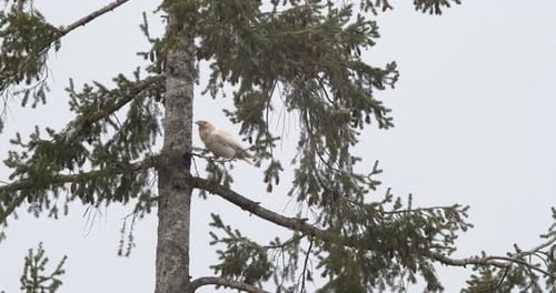 A Single Albino Raven Sitting On The Small Branch Of A Tree In Vancouver Island In Canada.- tilt up