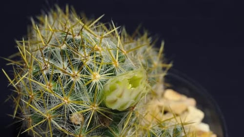Cactus Flower Blooming in Time Lapse