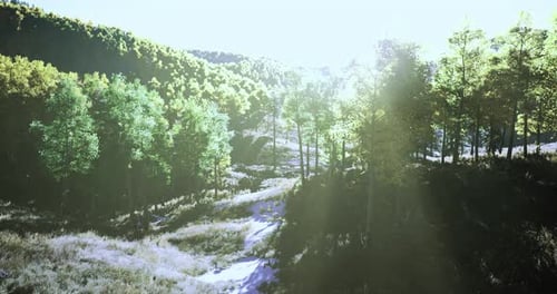 Paysage forestier dynamique illuminé par la lumière du soleil pendant un après-midi serein
