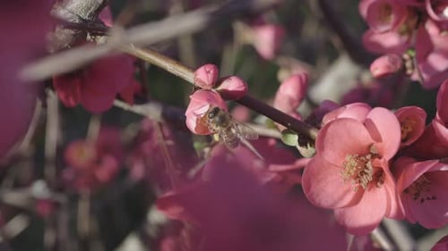 Bee Pollinating Pink Blossom on Flowering Tree Branch