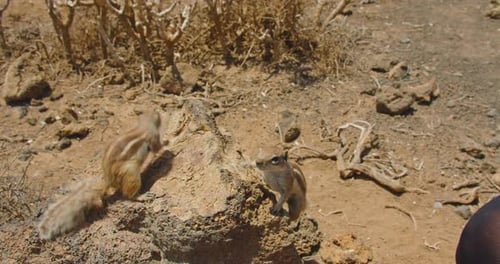 Feeding Ground Cute Squirrels in Their Natural Habitat National Park Corralejo