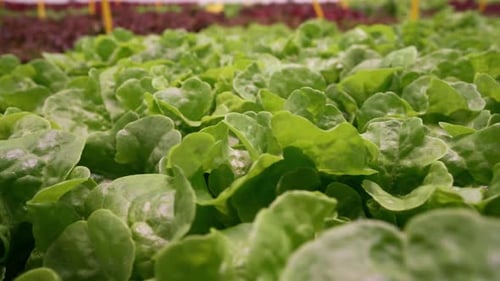 Organic Spinach Leaves Growing in Hydroponic Greenhouse Fresh Sustainable Farm