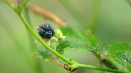 Fresh wild berries in the green forest with drops of water on them