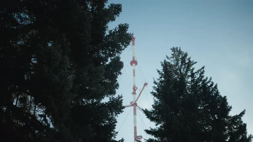 Winter Spruce Tops Frame Distant Telecom Tower Under Clear Blue Sky