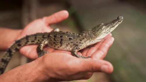 Jovem crocodilo segurado em mãos de perto