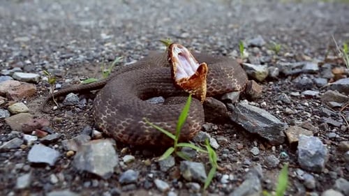 Menacing Viper Coiled and Striking