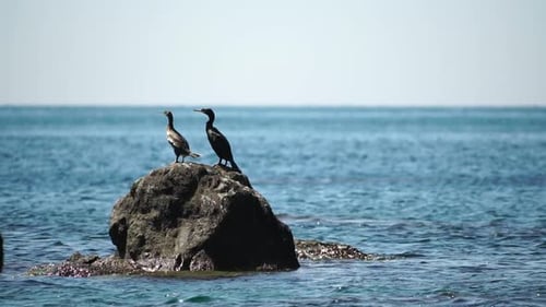Wildlife Birds Two Black Cormorants Duck is Resting Perched on the Rock A Sea Birds are Resting on a