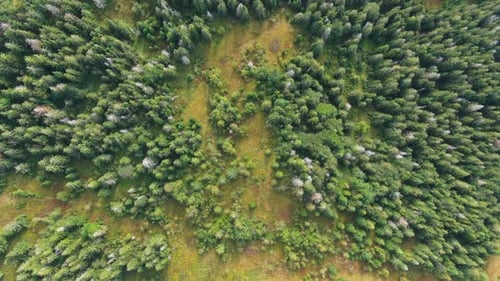 Top View Evergreen Coniferous Forest in Carpathian Mountains Outdoors Aerial View Wide Shot Green