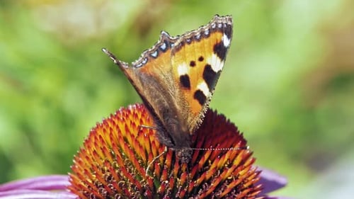 Extreme close up macro shot of orange Small tortoiseshell butterfly sitting on purple coneflower and
