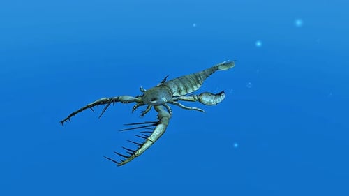 Megalograptus nageant dans l'eau
