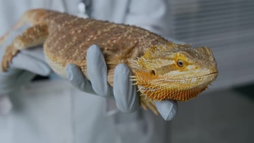Bearded Dragon Examined by Veterinarian in Clinic