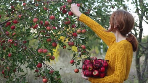 Woman Harvests Red Apples in Orchard Garden
