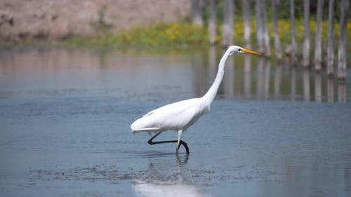 Western great egret wading bird striding in river, clapping its beak.