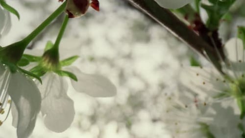 Blooming White Tree Flowers in Springtime Close-up