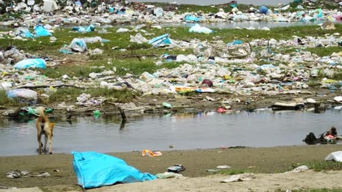 Solitary dog cooling off in contaminated pond water surrounded by garbage dumps