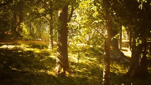 The Sun Shines Through the Trees in the Forest