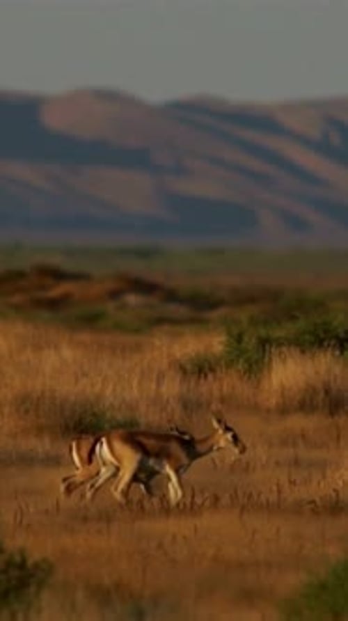 Vertical View Of Gazelle, Wildlife in Deep Forest
