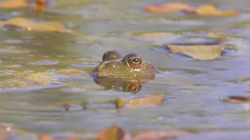 Levant frog Colling in water, Jerusalem, Israel