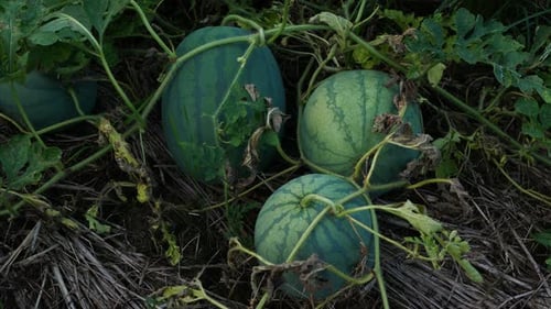 Wassermelone mit einem natürlichen Grünton