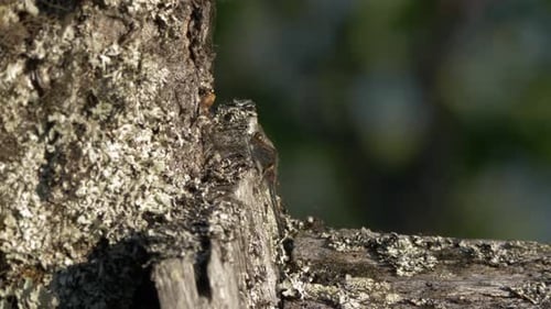 Small Bird Perched on Lichen Covered Branch
