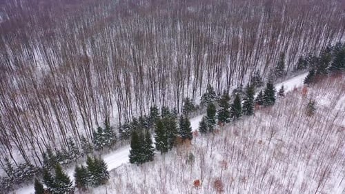 White snow in the forest. Woodland in winter. Natural landscape in winter.
