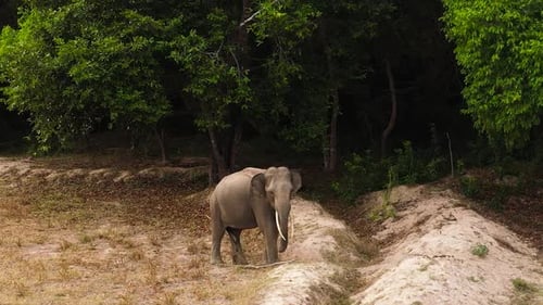 Elephant in a Nature Reserve in Sri Lanka