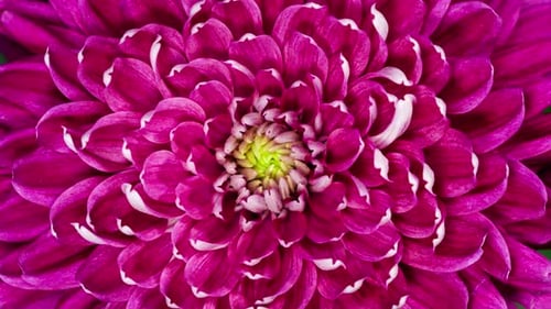 Red Chrysanthemum Flower Moving Petals While Blooming in Time Lapse Close Up