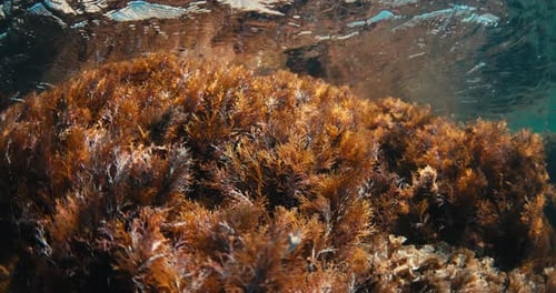Underwater view with red seaweed on rock in transparent ocean