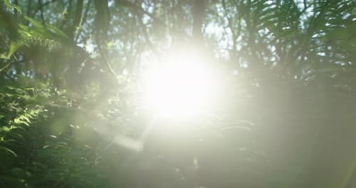 Le soleil brille à travers une forêt dense au ralenti