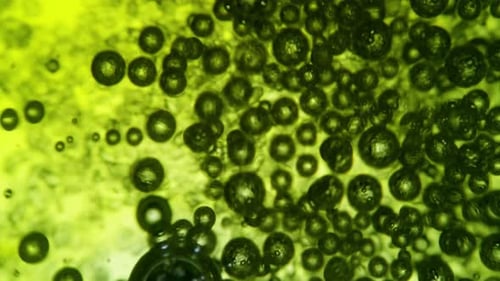 Contagion Collection: Microscopic cells popping over a green crystalline surface