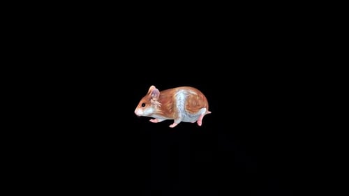 Wild Hamster Slow Walk