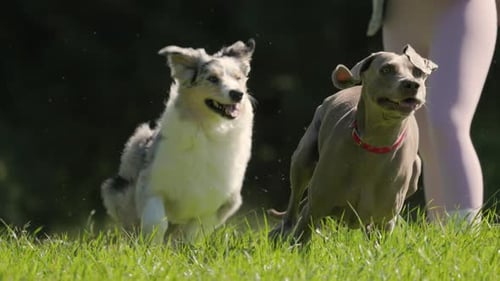 Playful Australian Shepherd and Weimaraner Puppies Running