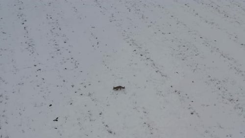 Cinematic View Of Fox, Wildlife In Deep Forest
