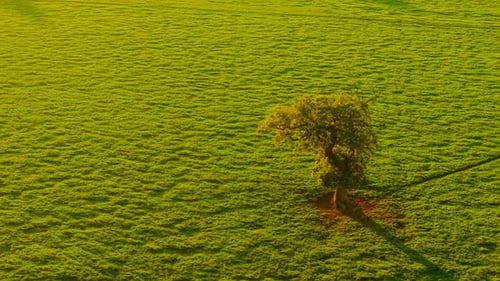 Golden Farmland at Sunset with Single Tree Standing on Fertile Pasture Agronomy Field Under Warm